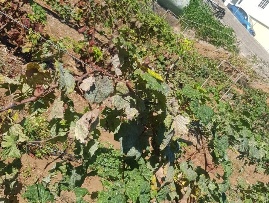 WhatsApp Image 2025-08-26 at 13.39.51 (4)